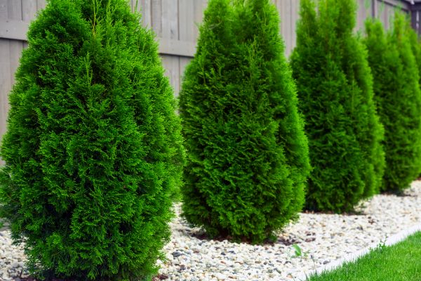 Arborvitae Planting in Sequim
