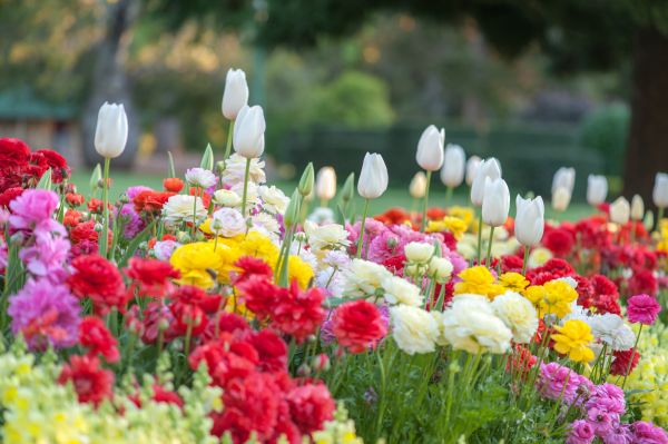 Gardening Service in Sequim