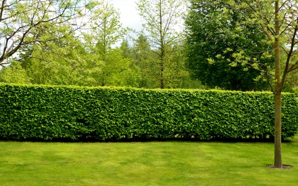 Hedge Planting in Sequim
