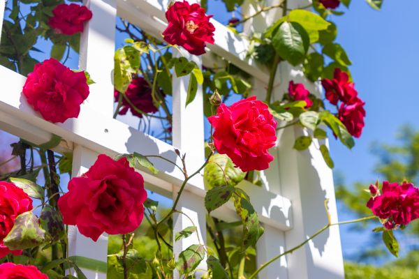 Home Gardening Service in Sequim