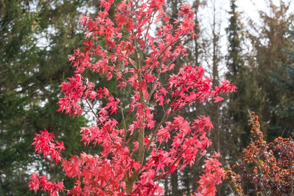 Japanese Maple Planting in Sequim