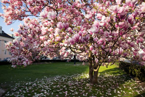 Magnolia Tree Planting in Sequim