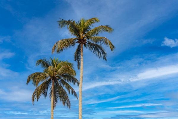 Palm Tree Planting in Sequim