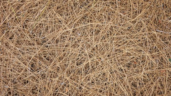 Pine Needles Delivery in Sequim