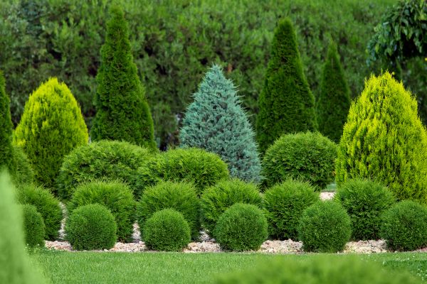 Shrub Replacement in Sequim