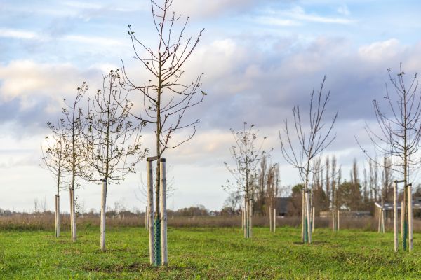 Tree Installation Service in Sequim