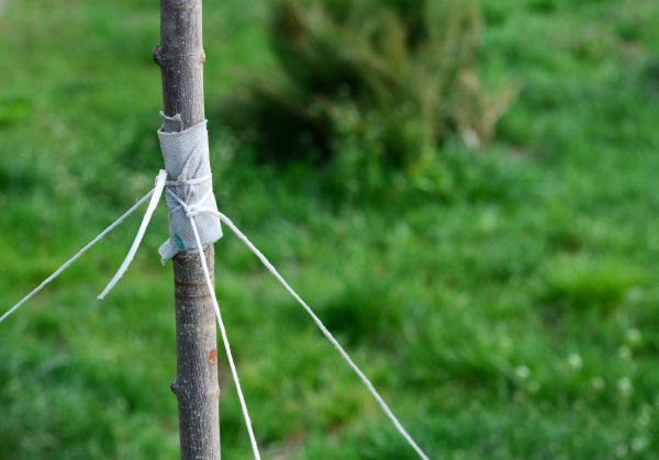 Tree Staking Service in Sequim