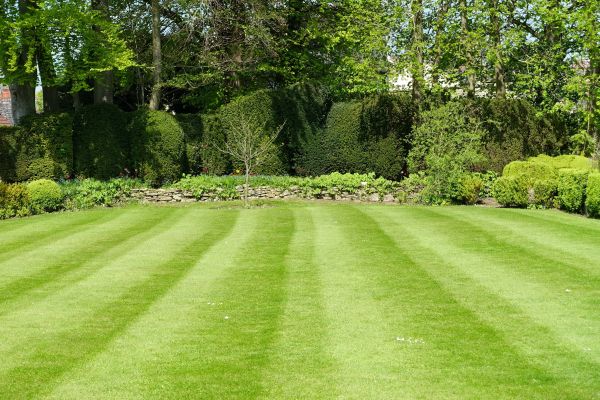 Lawn Renovation in Sequim
