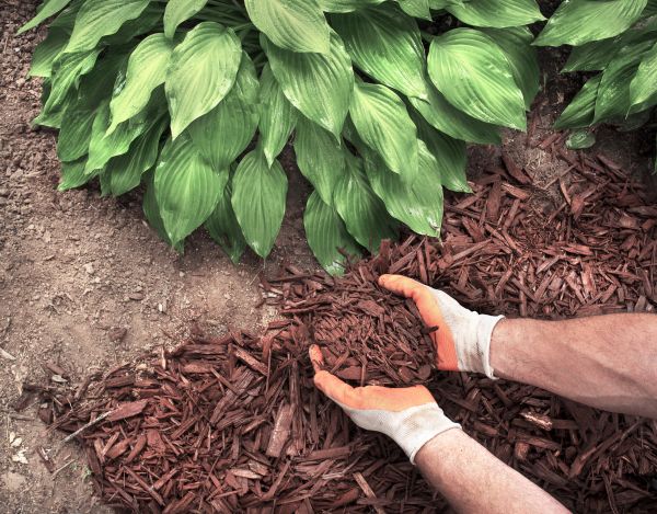 Shredded Mulch Service in Sequim