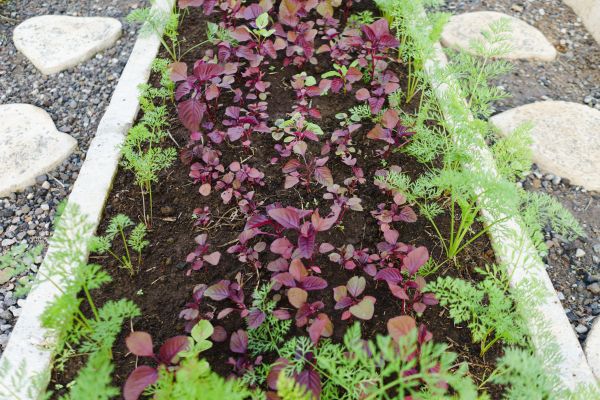 Edging Installation in Sequim