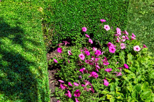 Softscaping Service in Sequim