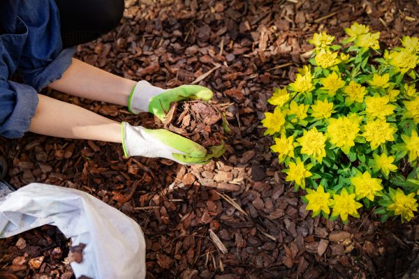 Pine Bark Mulch Installation in Sequim