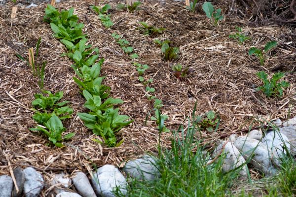 Mulch Service in Sequim