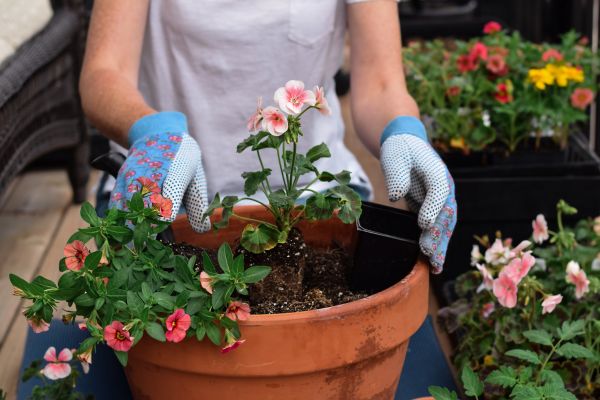 Plant Care Service in Sequim