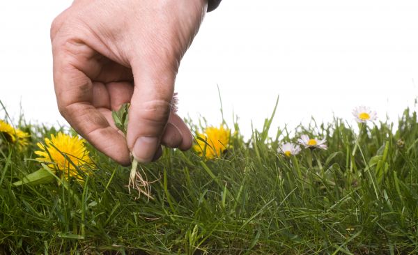Lawn Weeding in Sequim