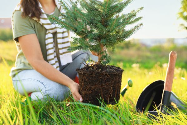 Spruce Tree Planting in Sequim