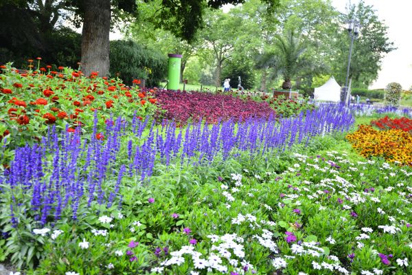Perennials Planting in Sequim
