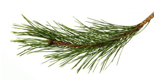 Pine Needles Installation in Sequim