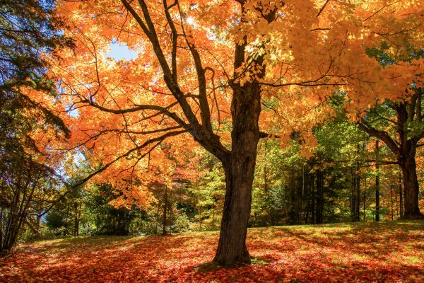Maple Tree Planting in Sequim