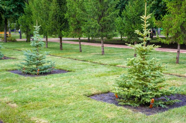 Privacy Trees Planting in Sequim