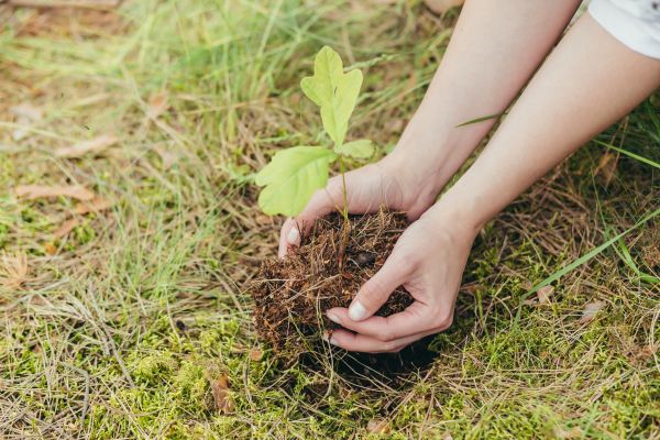 Oak Tree Planting in Sequim