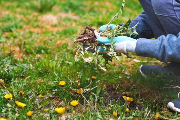 Flower Bed Clearing in Sequim