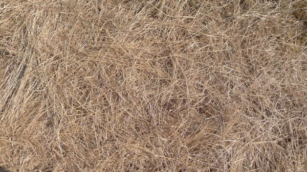 Pine Straw Replacement in Sequim