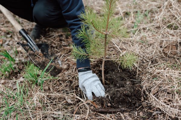 Pine Tree Planting in Sequim