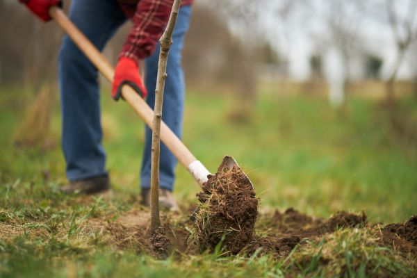 Trees Planting in Sequim