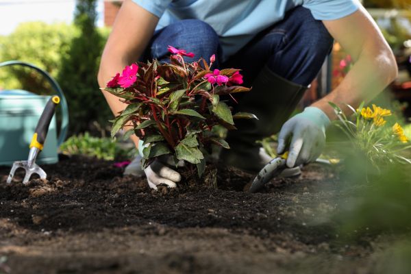 Plant Replacement in Sequim