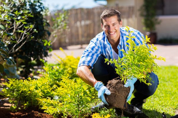 Shrub Landscaping in Sequim