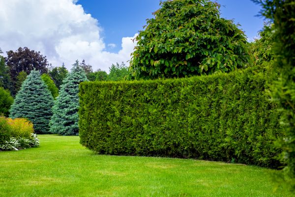 Hedge Landscaping in Sequim