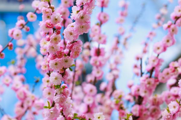 Japanese Cherry Tree Planting in Sequim