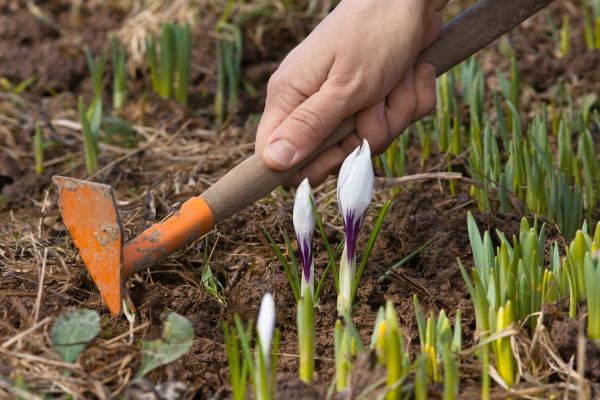 Flower Garden Weeding in Sequim