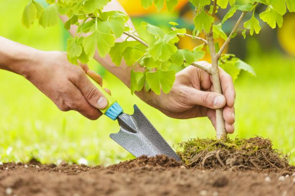 Fruit Tree Planting in Sequim