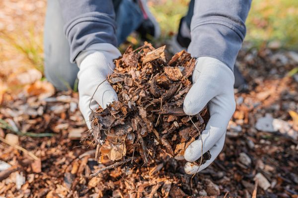 Shredded Mulch Installation in Sequim