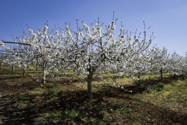 Orchard Planting in Sequim