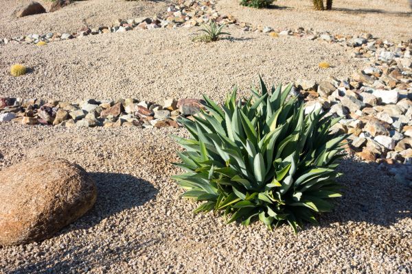 Xeriscaping Service in Sequim