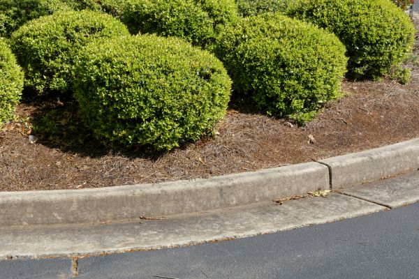 Pine Mulch Installation in Sequim
