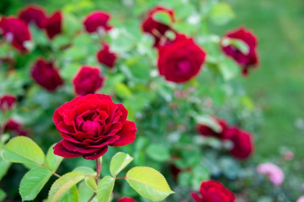 Rose Planting in Sequim