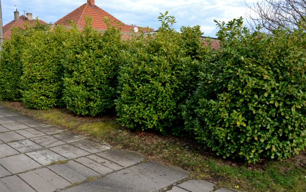 Privacy Shrub Installation in Sequim