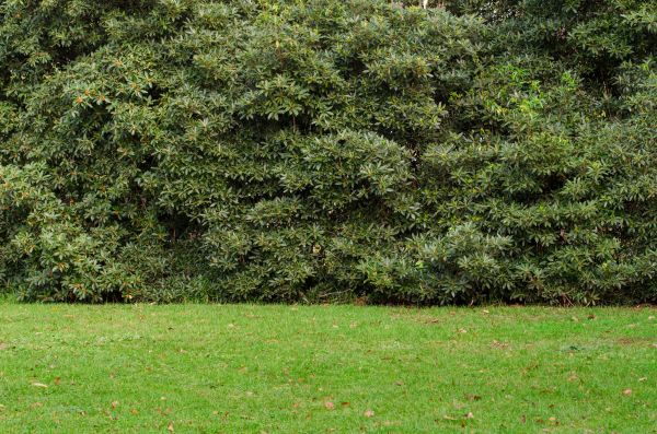 Privacy Hedge Planting in Sequim