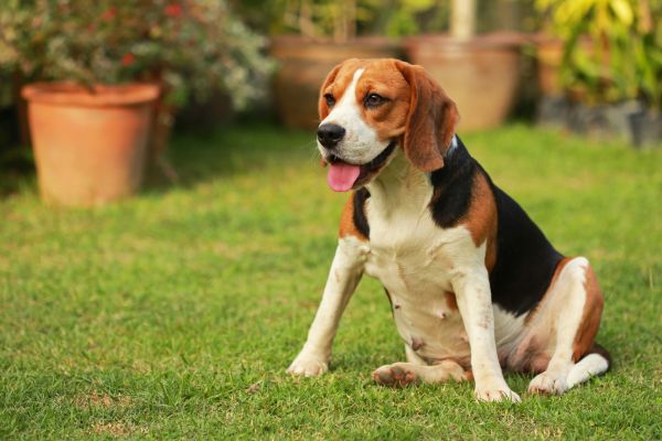 Dog Friendly Landscaping in Sequim