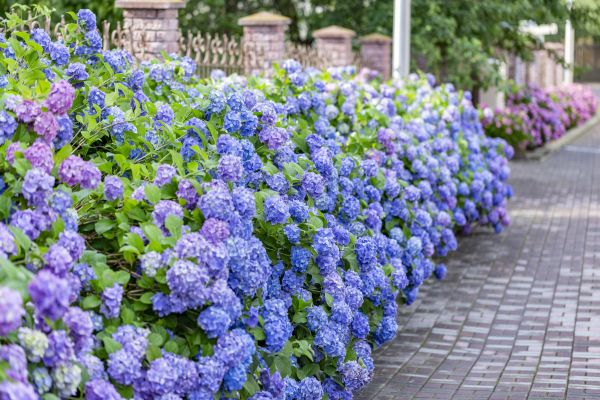 Hydrangea Landscaping in Sequim