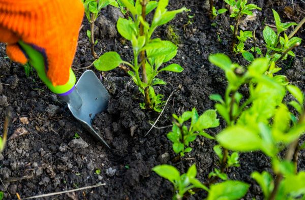 Hydrangea Planting in Sequim