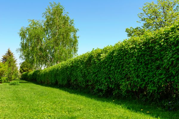 Hedge Replacement in Sequim