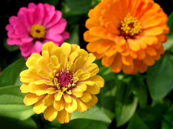 Zinnia Planting in Sequim