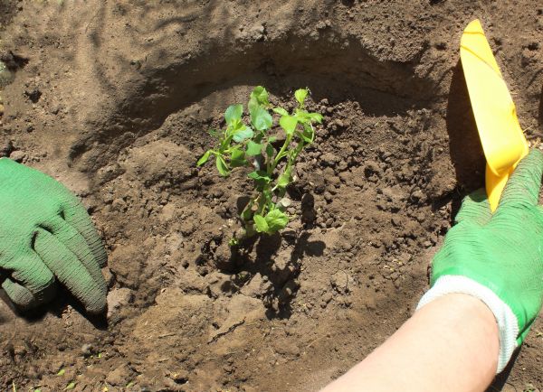 Rose Bush Planting in Sequim