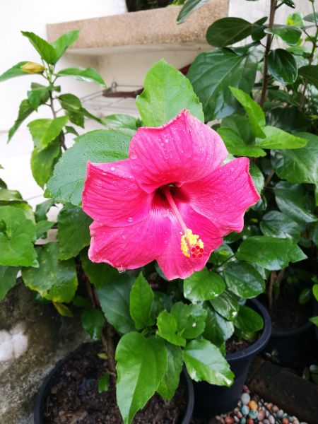 Hibiscus Planting in Sequim