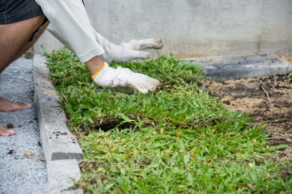 Ground Cover Planting in Sequim
